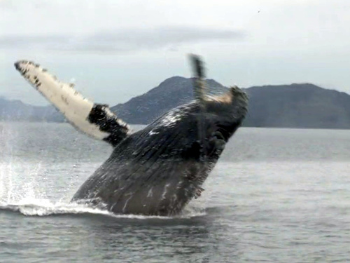 Juneau Alaska whale sightseeing Cruise Excursion Tickets