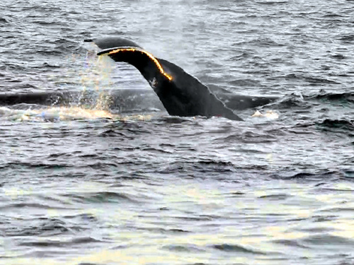 Juneau Alaska whale sightseeing Shore Excursion Booking