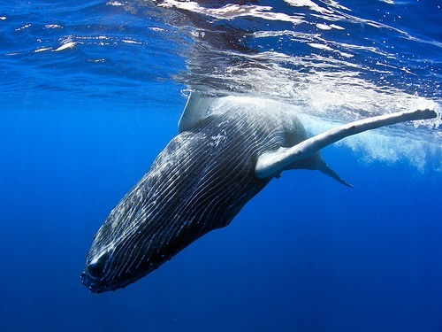 Mazatlan Mexico humpback whales Trip Reservations