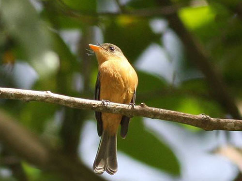 St. Lucia (Castries)  aerial tram Excursion Reviews