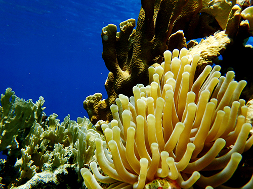 Roatan Southern Reef Snorkel Trip Prices