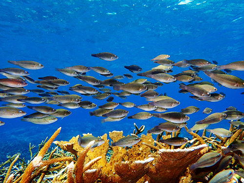 Roatan Cordelia Banks Snorkel Excursion Reviews