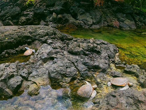 Hilo beach snorkel Trip Reservations