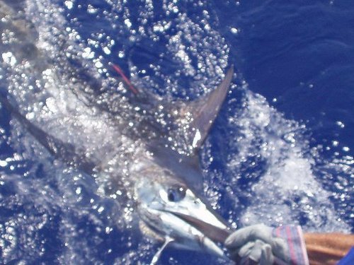 Amber Cove (Puerto Plata) Fishing Charter Shore Excursion Reviews