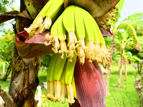 Amber Cove Puerto Plata Sightseeing and Zip Line Canopy Excursion