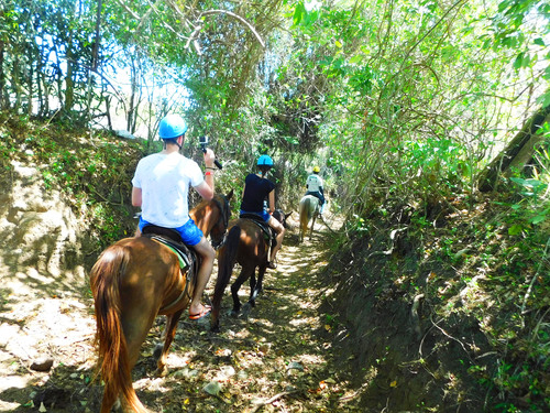 Amber Cove Squirrel Monkey Encounter and Horseback Riding Excursion 