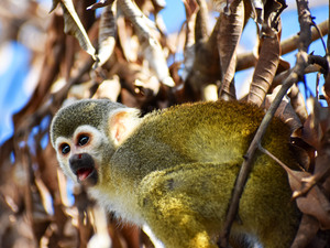 Amber Cove Squirrel Monkey Encounter and Lunch Excursion