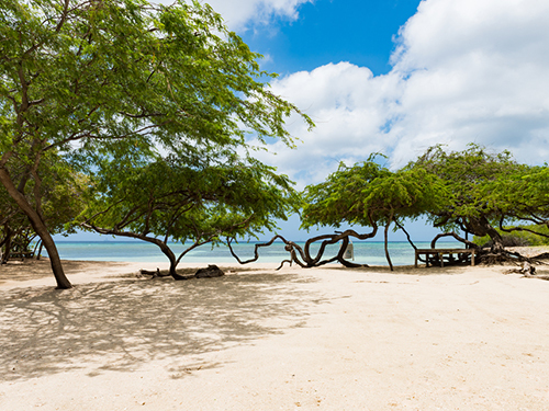 Aruba Oranjestad Eagle Beach Sightseeing Excursion Reservations
