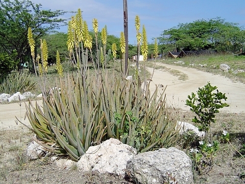 Aruba Aloe Vera Trip Tickets