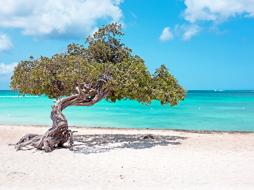 Aruba ATV Rental Full Day or Half Day
