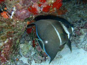 Aruba Beginner Discover Scuba Diving Excursion