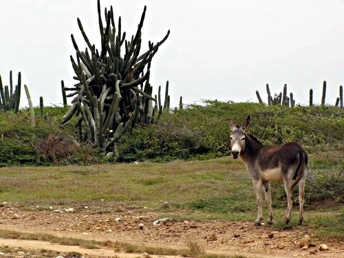 Aruba Oranjestad Polaris Shore Excursion Prices