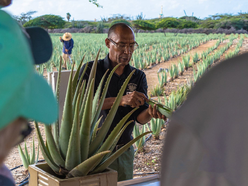 Aruba Oranjestad Sightseeing Cruise Excursion Reservations