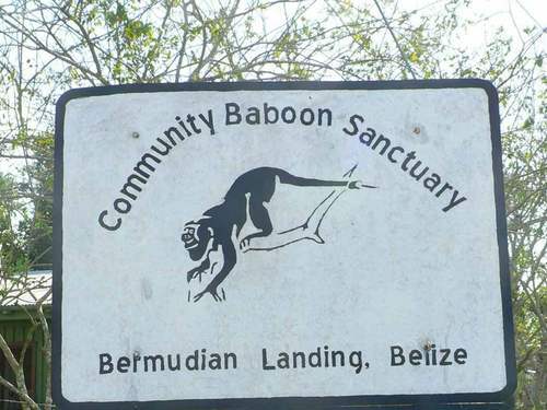 Belize Howler monkeys Trip