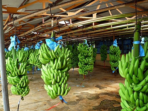 Puerto Limon banana plantation  Reviews