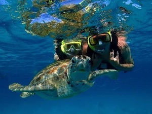Barbados Best Eco Highlights, Turtle Encounter Excursion with Lunch