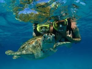 Barbados Swim with Turtles, Shipwreck Snorkel and Beach Excursion
