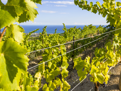 Barcelona  Spain vineyard Shore Excursion Reservations