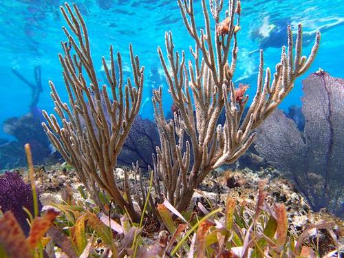 Cozumel  Mexico beautiful coral formations Cruise Excursion
