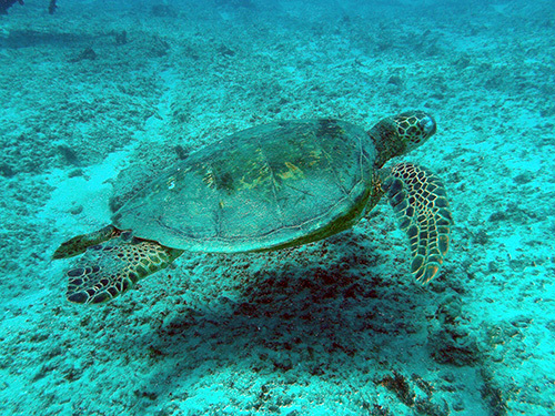Roatan  Honduras snorkeling Excursion Cost