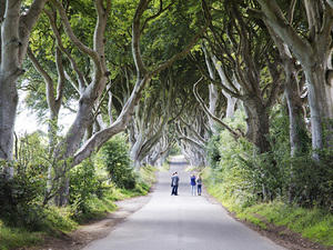 Belfast Sightseeing, City Murals, Dark Hedges, and Giants Causeway Excursion