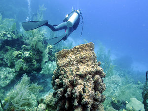 Belize 2 Tank SCUBA Dive Excursion at Ambergris Caye