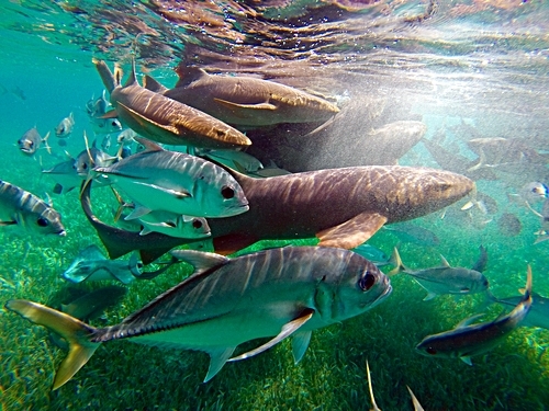 Belize Tarpon Feeding Snorkeling Excursion Booking