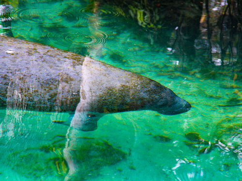 Belize manatee Boat Shore Excursion Reservations