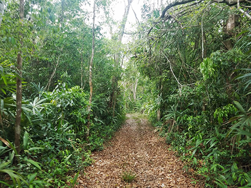 Belize Jungle Biking Excursion Tickets