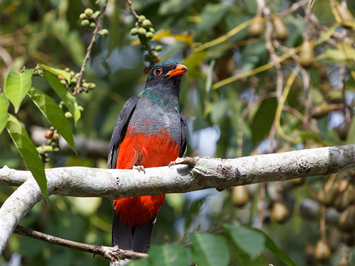 Belize City Mayan Ruins Sightseeing Shore Excursion Reservations
