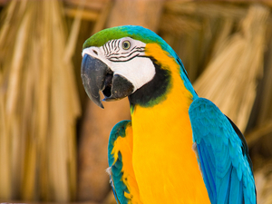 Belize Cave Tubing, Wildlife Zoo, and Tropical Education Center Excursion Combo