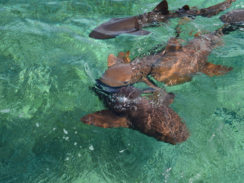Belize  Excursion Reservations
