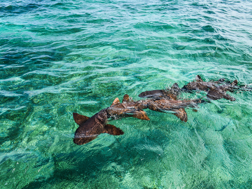 Belize hol chan marine park Trip Reservations