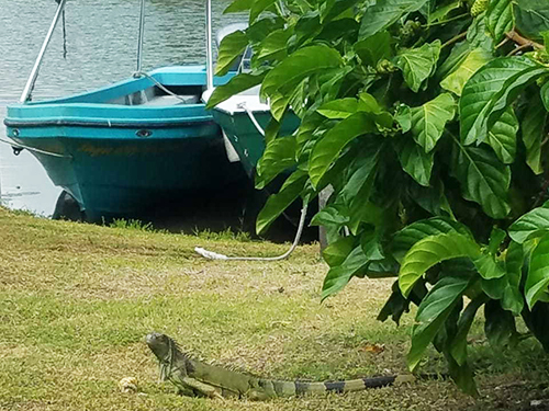 Belize City Belizean Lunch Cruise Excursion Reviews