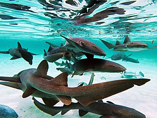 Belize Tropical Fish Snorkeling Tour Prices