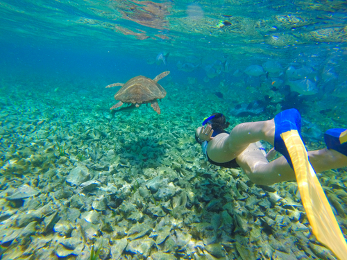 Belize Coral Gardens and Shark Ray Alley Snorkel Adventure Excursion
