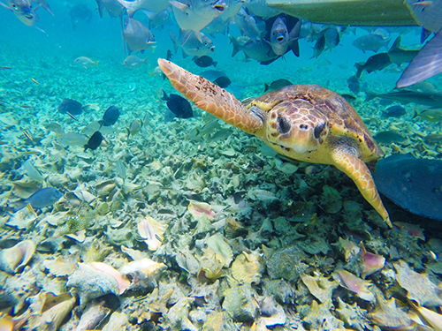 Belize Belize City Caye Caulker Snorkeling Excursion Reviews