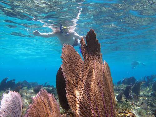 Belize Goff's Caye Island Beach Getaway and Snorkel Excursion