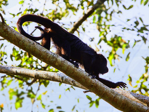 Belize Howler Monkey Jungle Sanctuary and Sightseeing Excursion