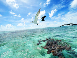 Belize Private Group for Hol Chan, Shark Ray Alley Snorkel & Caye Caulker Beach Break Excursion