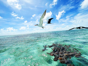 Belize Private Group Hol Chan Marine Park & Shark Ray Alley Snorkel, and Caye Caulker Island Beach Excursion