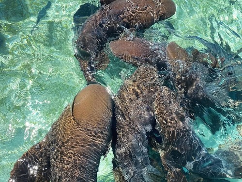 Belize Shark Ray Alley Snorkeling and Caye Caulker Exploration Excursion