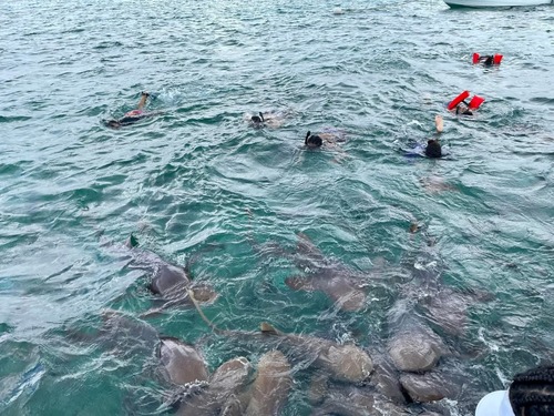 Belize Shark Ray Alley Snorkeling and Caye Caulker Exploration Excursion