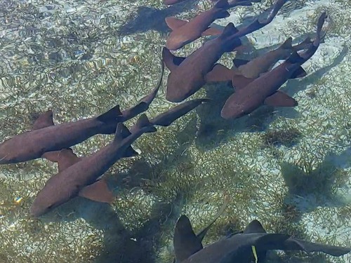 Belize Shark Ray Alley Snorkeling and Caye Caulker Exploration Excursion