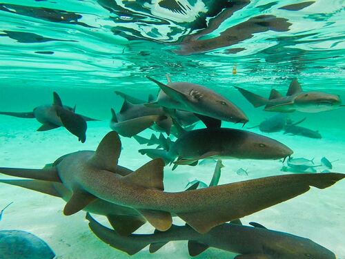 Belize Shark Ray Alley Snorkeling and Caye Caulker Exploration Excursion