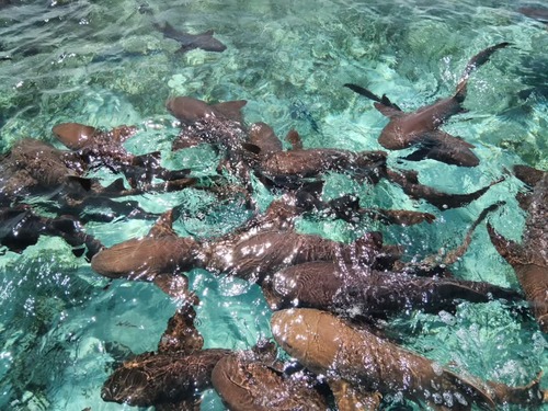 Belize Shark Ray Alley Snorkeling and Caye Caulker Exploration Excursion