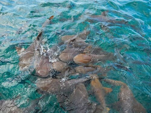 Belize Shark Ray Alley Snorkeling and Caye Caulker Exploration Excursion