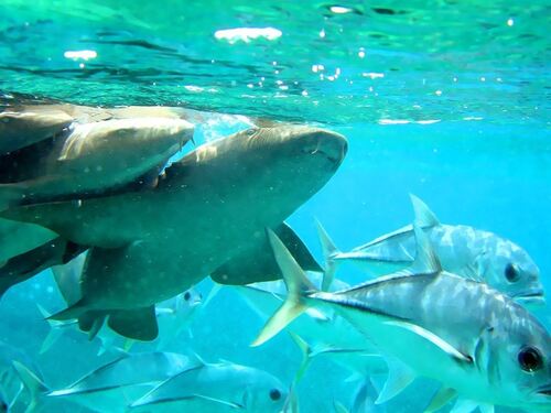 Belize Shark Ray Alley Snorkeling and Caye Caulker Exploration Excursion