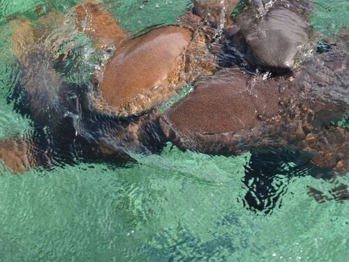 Belize Shark Ray Alley Snorkeling and Caye Caulker Exploration Excursion