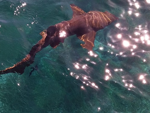 Belize Shark Ray Alley Snorkeling and Caye Caulker Exploration Excursion